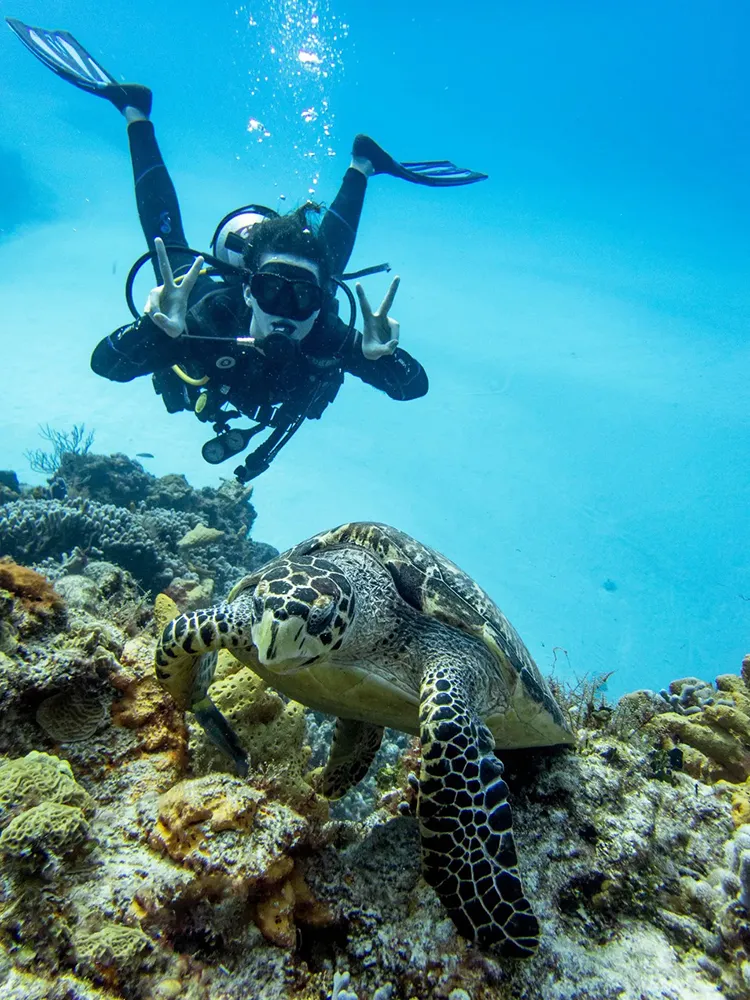 diving turtle akumal plongée tortue akumal