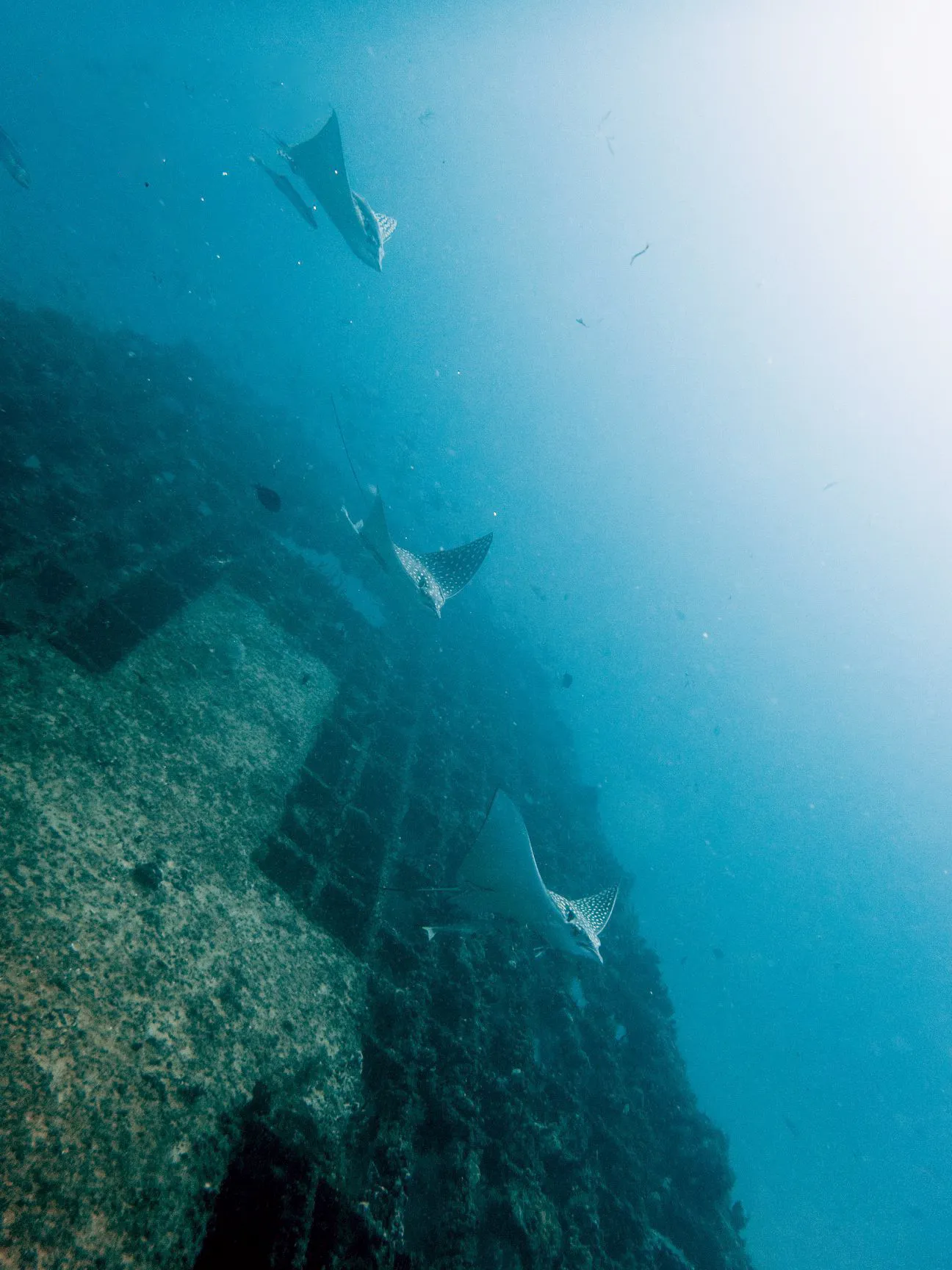 eagle ray ship wreck