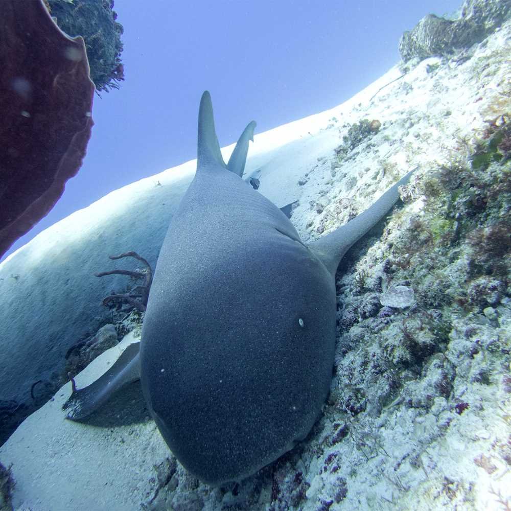 nurse shark cozumel plongée mer mexique