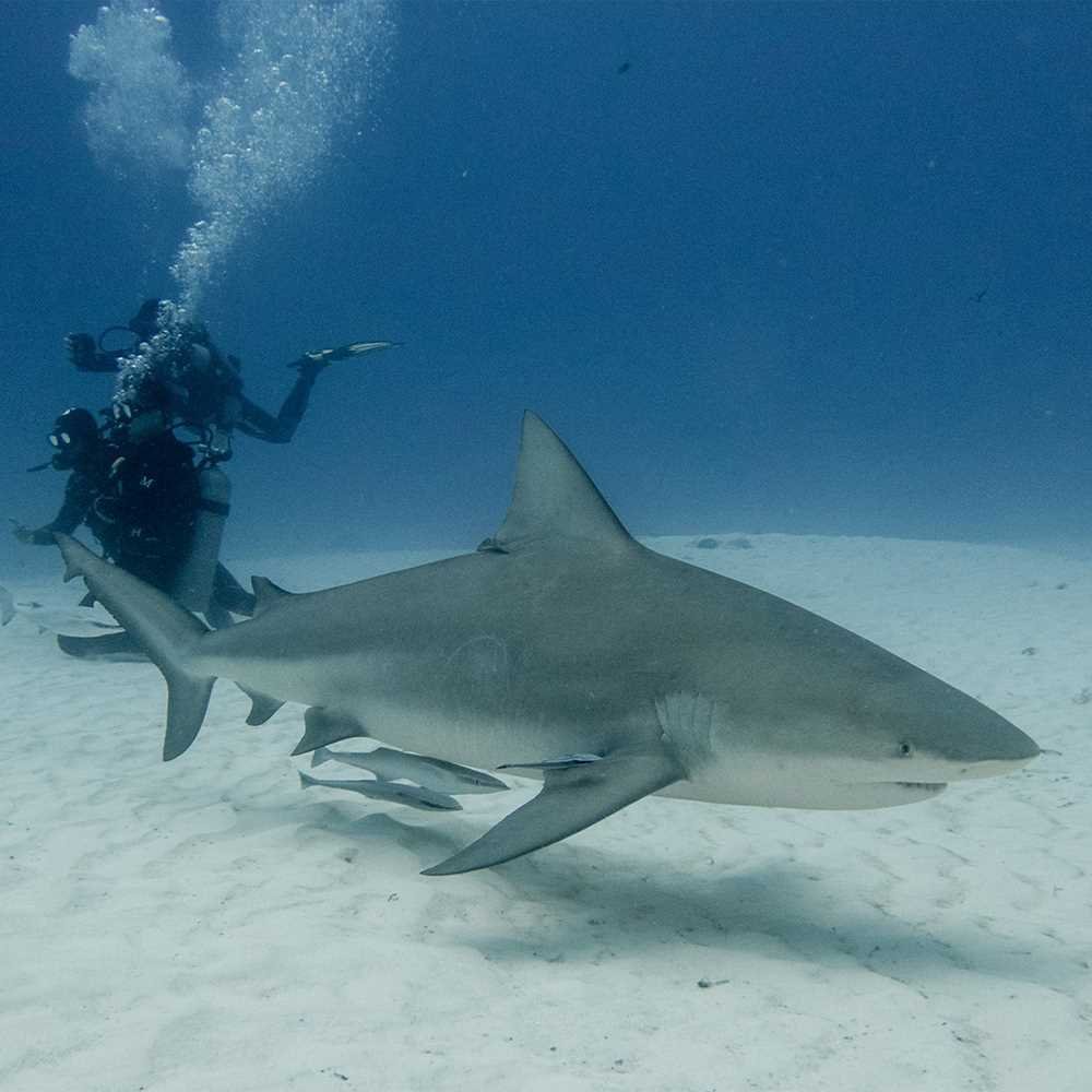 bull shark diving plongée requin bouledogue playa del carmen