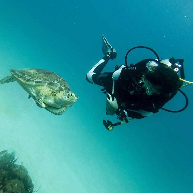 turtle diving plongée mexique