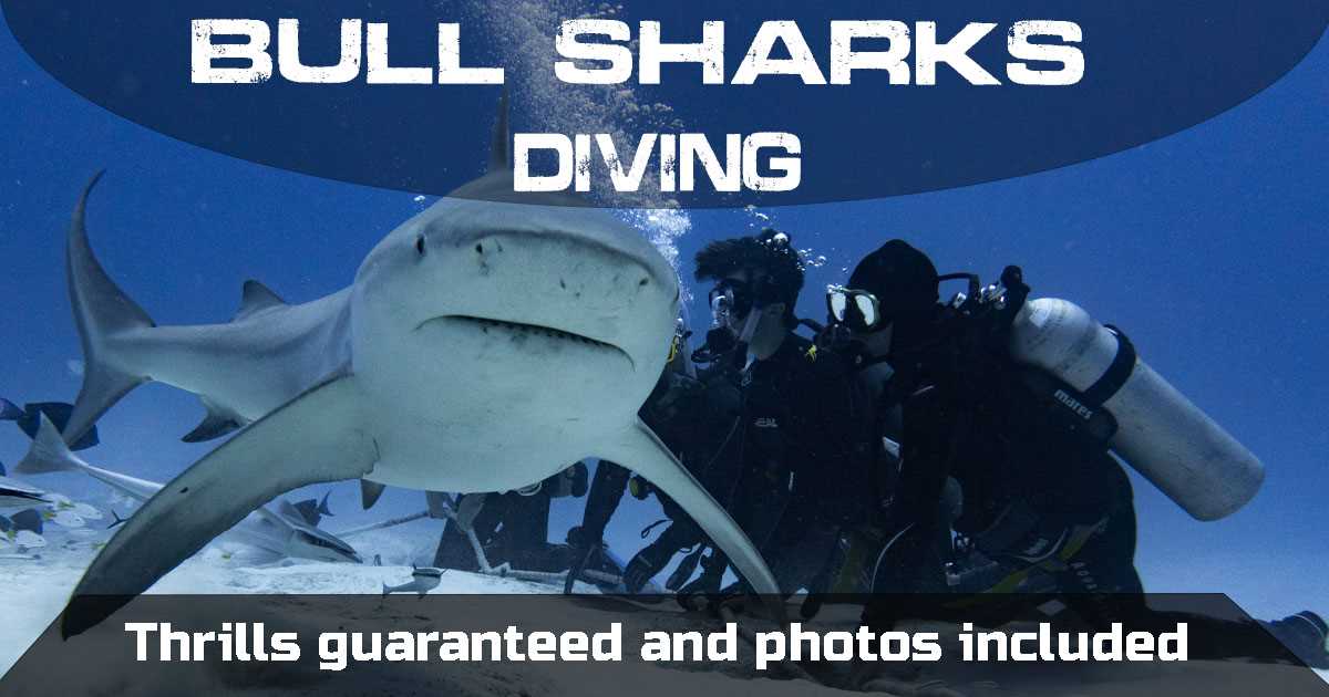 Bull shark diving - Playa del Carmen | Remi Diving in Mexico