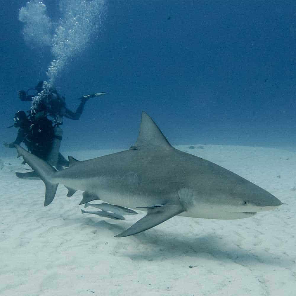 Rencontre avec la faune marine pendant une plongée à Playa del Carmen