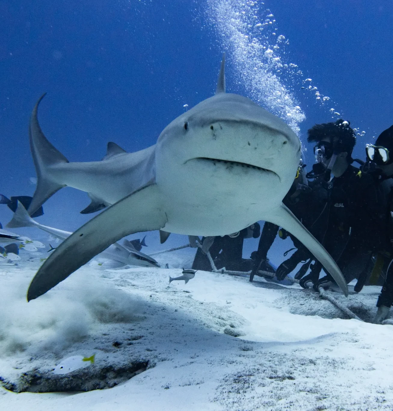 Plongée avec un requin bouledogue à Playa del Carmen