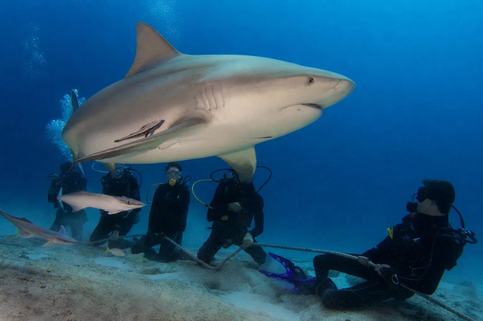 Plongée avec les requins bouledogues à Playa del Carmen
