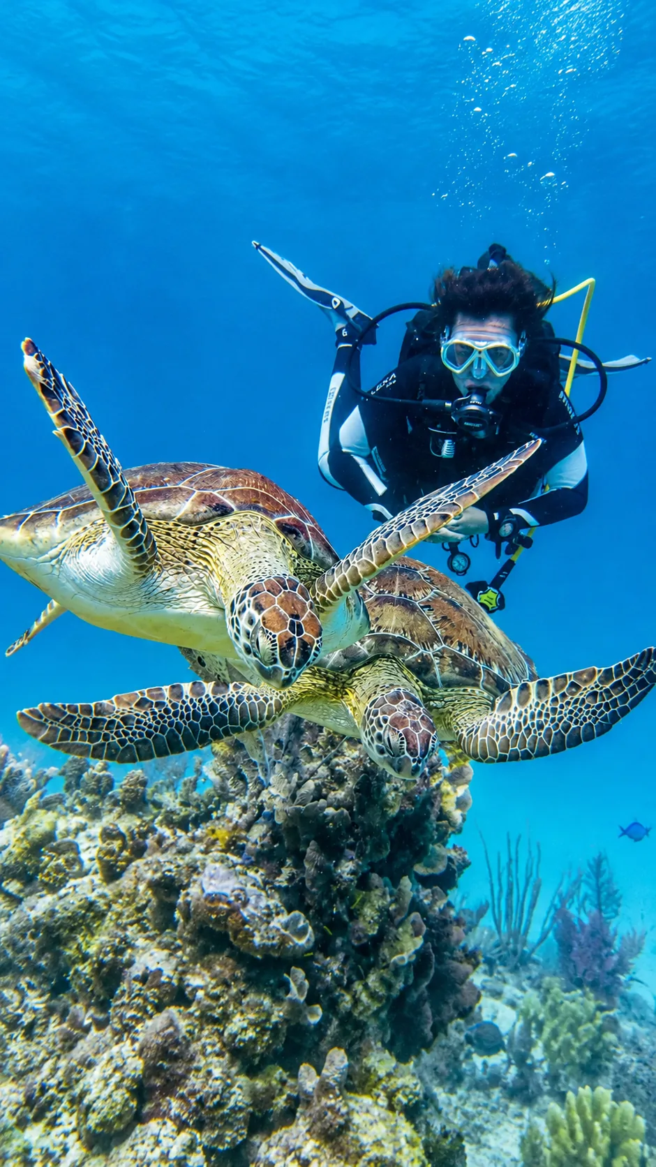Plongée en mer avec des tortues à Playa del Carmen